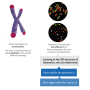 3D Signatures and CIMTEC working on image analysis software for 3D telomere organization